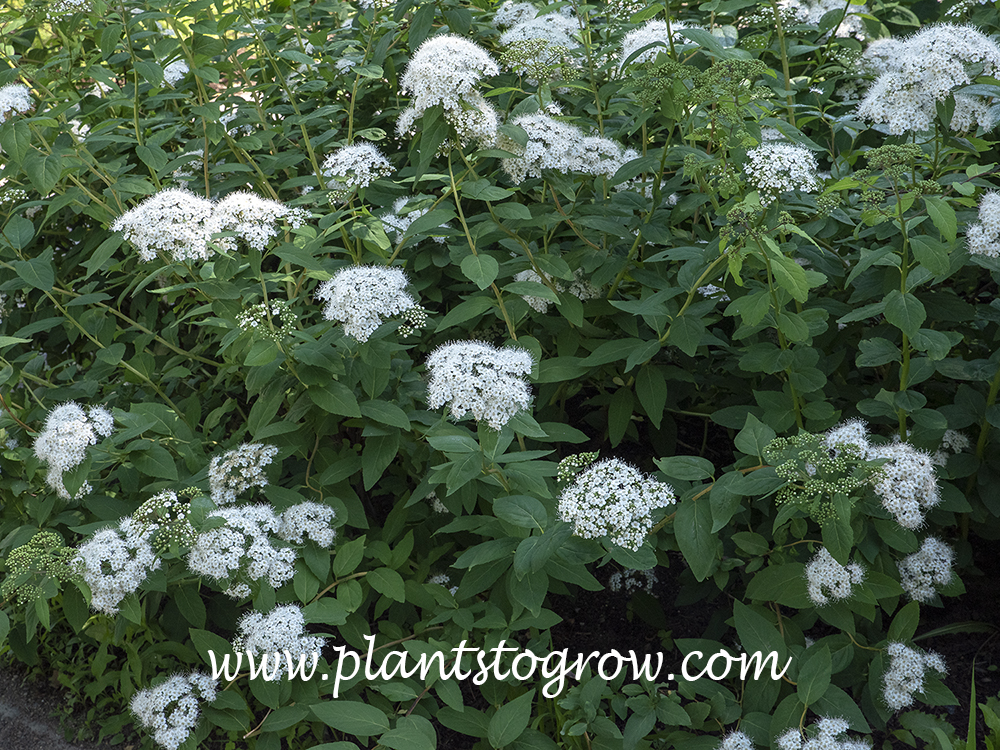 Spiraea fritschiana var angulata